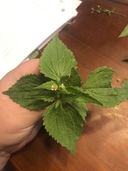 Galinsoga quadriradiata