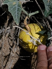 Cucurbita palmata