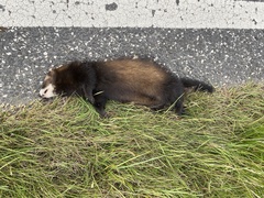 Mustela putorius