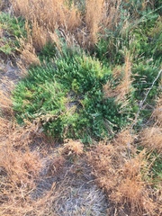 Nitrophila occidentalis