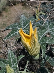 Cucurbita palmata
