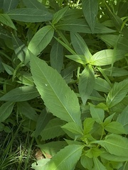Bidens vulgata