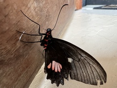 Parides anchises