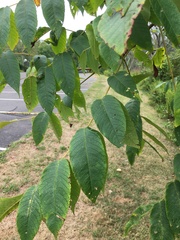 Juglans cinerea