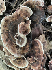 Hydnellum concrescens