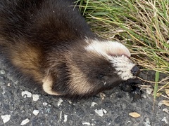 Mustela putorius