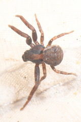 Ozyptila atomaria