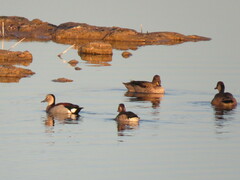 Callonetta leucophrys