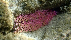 Anemoneae