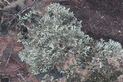 Parmelioideae