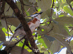 Vireolanius melitophrys