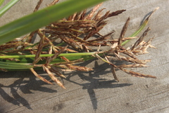 Cyperus longus