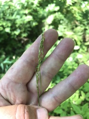 Carex debilis rudgei