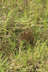 Cyperus longus