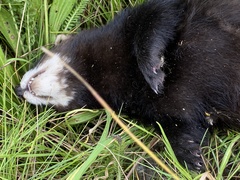 Mustela putorius