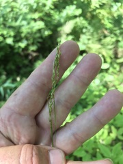 Carex debilis rudgei