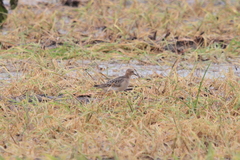 Calidris subruficollis