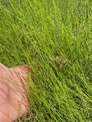 Eleocharis acicularis