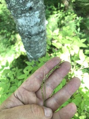 Carex debilis rudgei