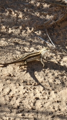 Sceloporus consobrinus