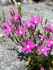 Zeltnera calycosa