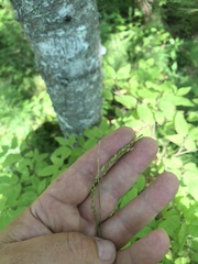 Carex debilis rudgei