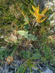 Psephellus declinatus