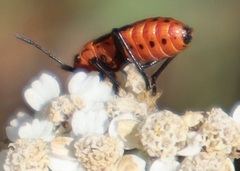Spilostethus saxatilis