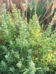 Nitrophila occidentalis