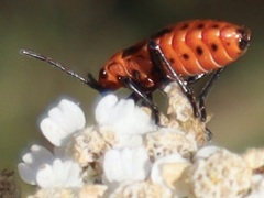 Spilostethus saxatilis