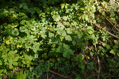 Rubus caesius
