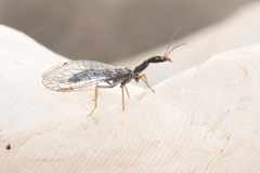 Xanthostigma xanthostigma
