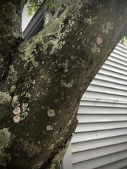 Herpothallon rubrocinctum