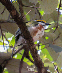 Vireolanius melitophrys