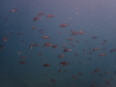 Chromis notata
