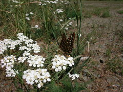 Euphydryas