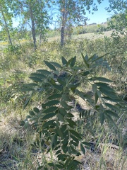 Glycyrrhiza lepidota