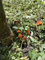 Hygrocybe minutula