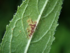 Puccinia pulverulenta