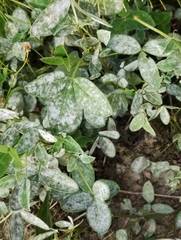 Erysiphe trifoliorum