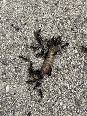 Brachyponera chinensis