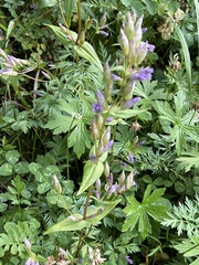Gentianella amarella