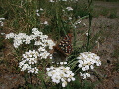 Euphydryas