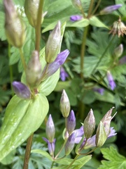 Gentianella amarella