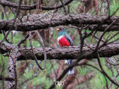 Trogon mexicanus