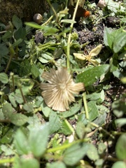Hygrocybe minutula