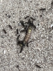 Brachyponera chinensis