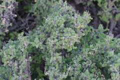 Pelargonium alternans