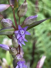 Gentianella amarella