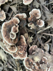 Hydnellum concrescens